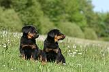 BEAUCERON - PUPPIES 344